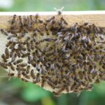Bienen mit Königin auf Bienenwabe mit Rahmen